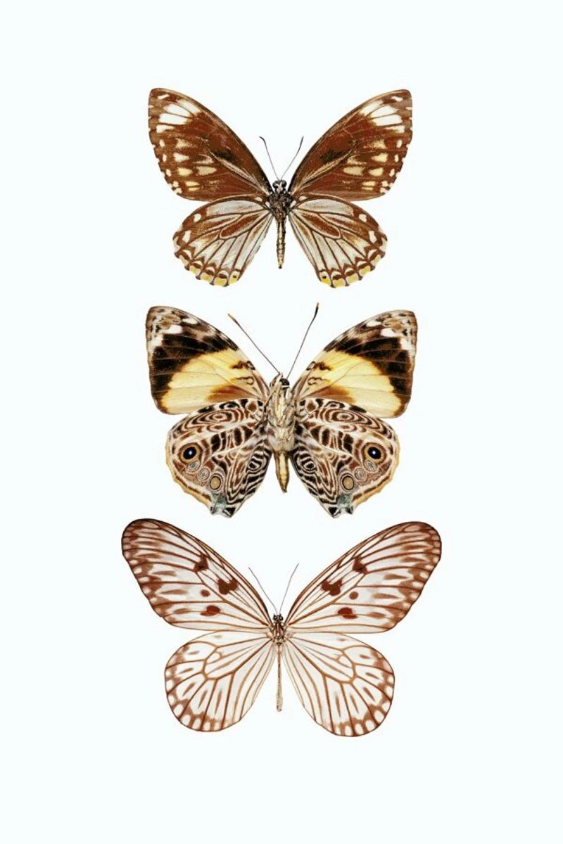 Erdige Eleganz: Drei Schmetterlinge Poster Poster von Curious Collections by Marielle Leenders