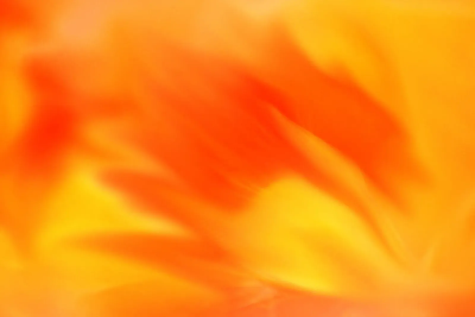 Fiore arancione sfocato simile all'acquerello pellicola backlit da Something for you