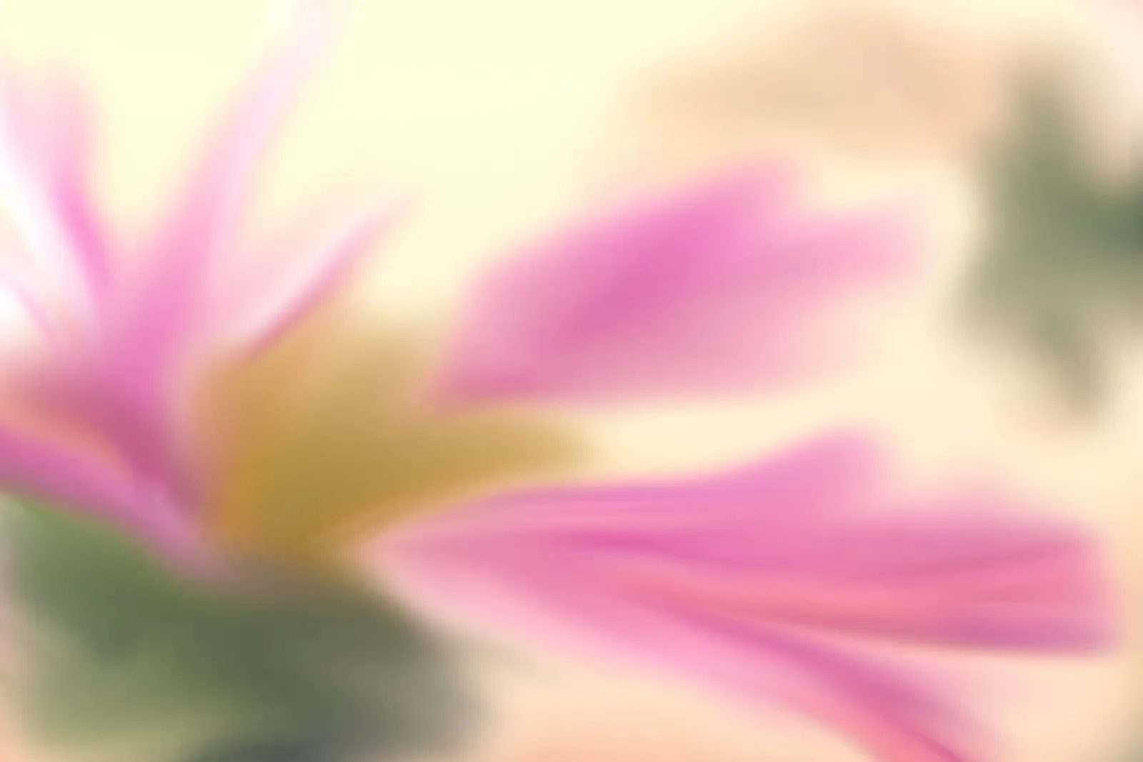 Fiore rosa sfocato, simile all'acquerello pellicola backlit da Something for you