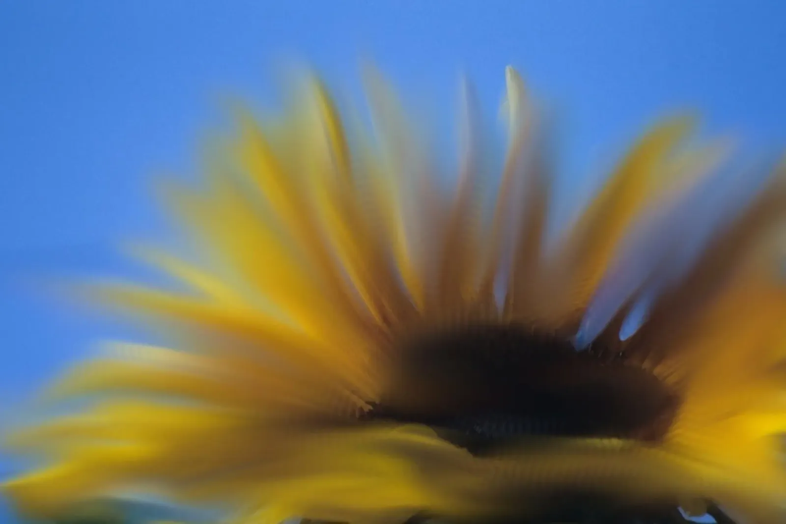Girasole sfocato, simile all'acquerello pellicola backlit da Something for you
