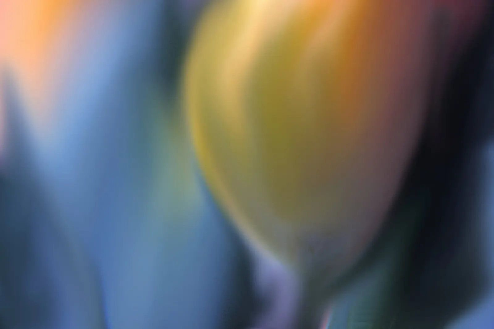 Giallo tulipano sfumato, simile all'acquerello pellicola backlit da Something for you