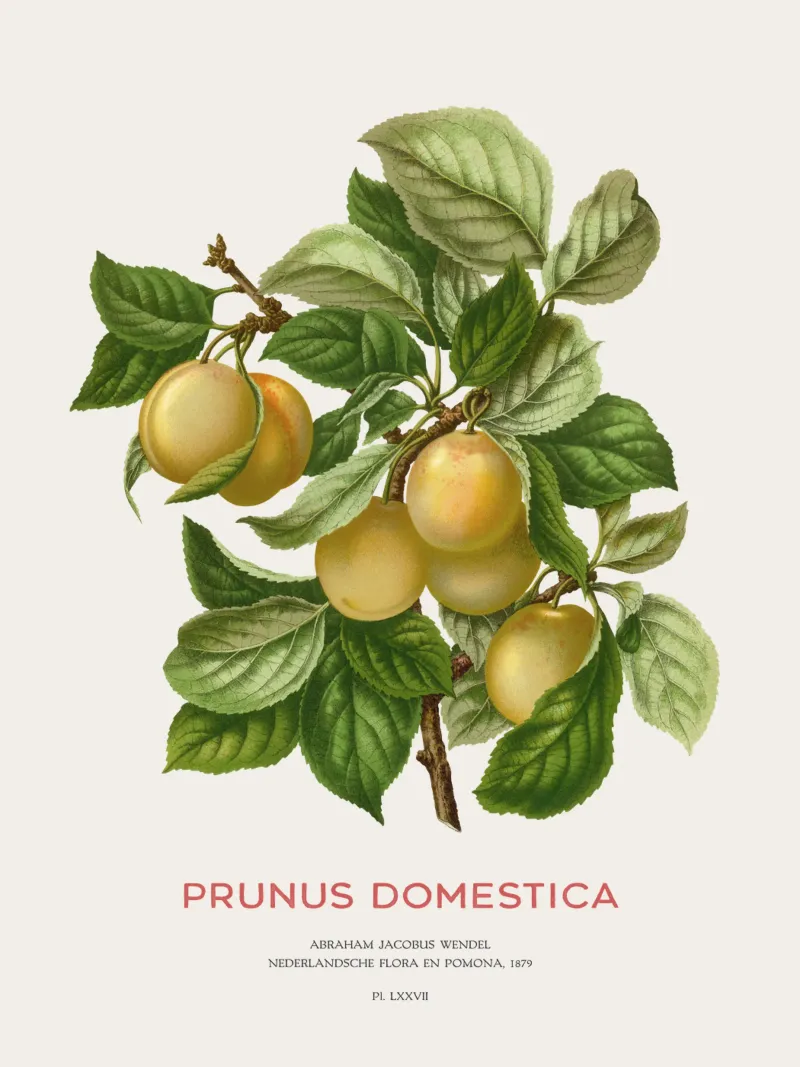 Prugna o Prunus domestica pannello forex da Vintagrafica