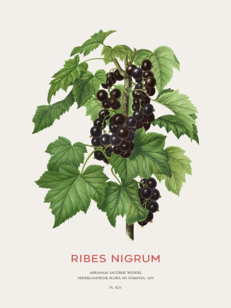 Ribes nero o Ribes nigrum plexiglass da Vintagrafica