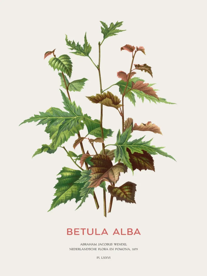 Europäische Weißbirke oder Betula alba Hahnemühle von Vintagrafica