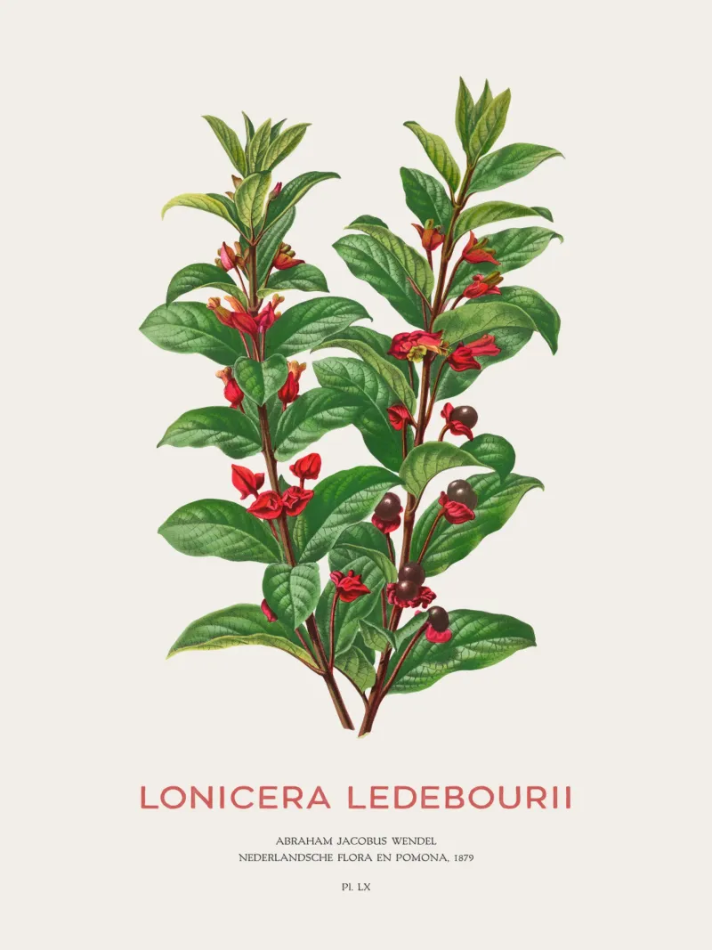 Caprifoglio californiano o Lonicera ledebourii alluminio dibond da Vintagrafica