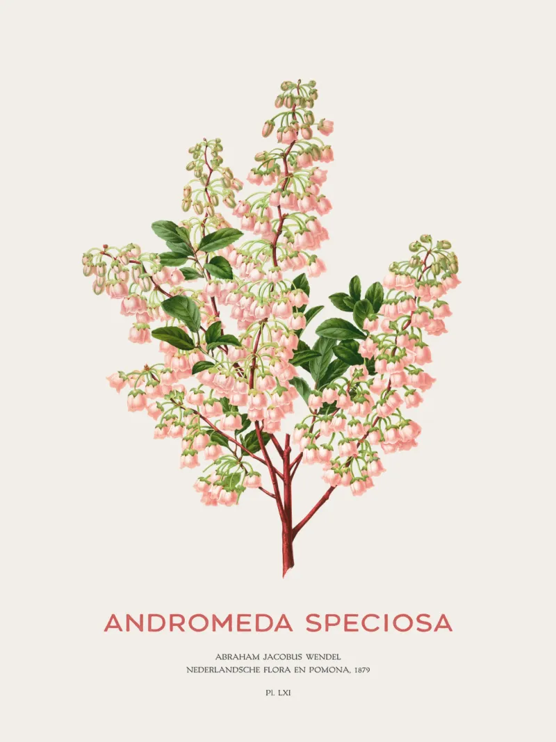 Honeycup o Andromeda speciosa pellicola backlit da Vintagrafica