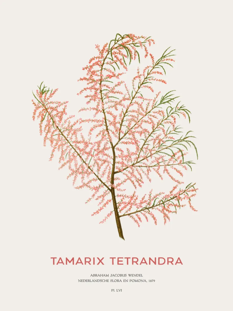 Cedro salino o Tamarix tetrandra pellicola backlit da Vintagrafica