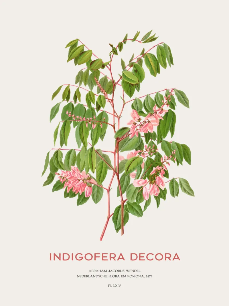 Glicine estivo o Indigofera decora pellicola backlit da Vintagrafica