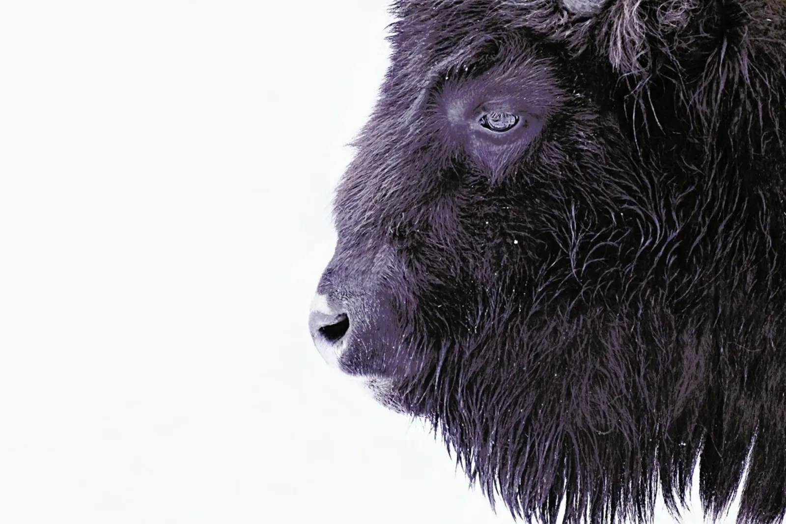 Black Buffalo poster con telaio in plastica da Monika Strigel