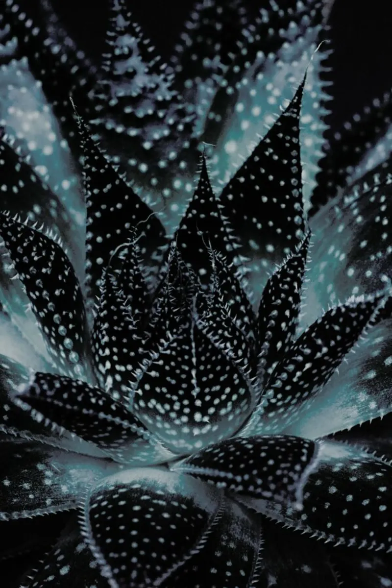 Dark Plants 3 Succulent pellicola backlit da Monika Strigel