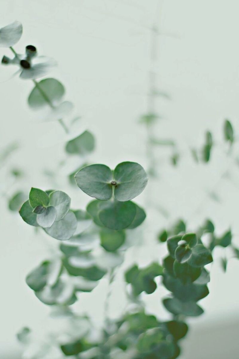 Eucalyptus Green 2 Poster von Monika Strigel