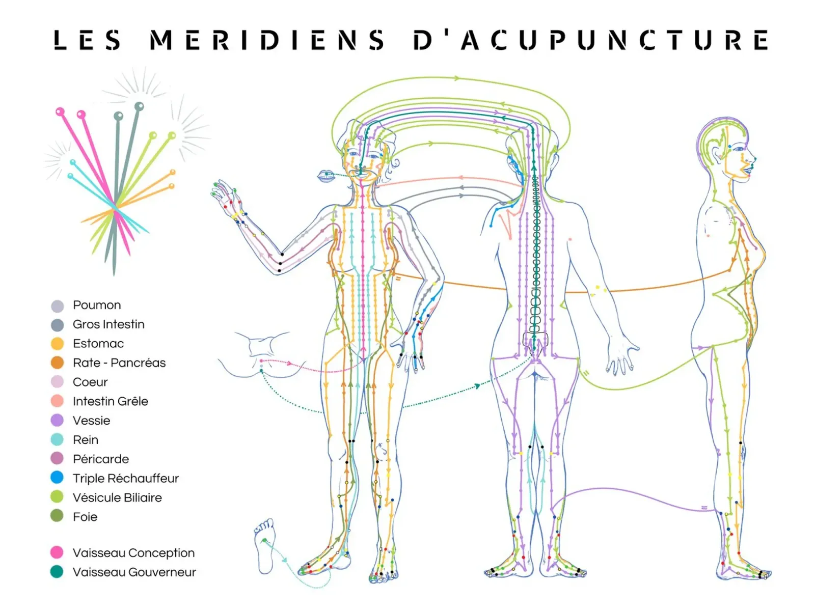 Trajet des méridiens d'acupuncture canvas met Baklijst van Cécile Jeanne