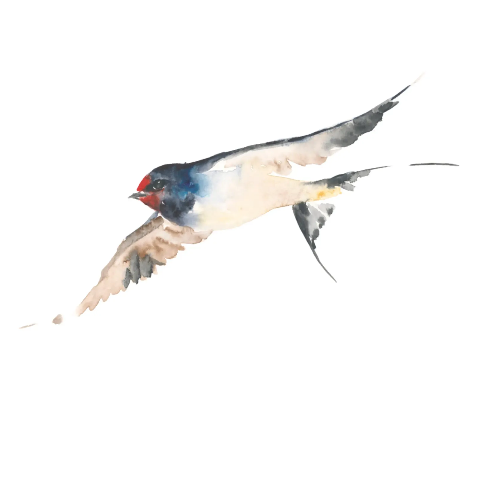 Swallow hahnemühle by Catherina Turk Aquarelle