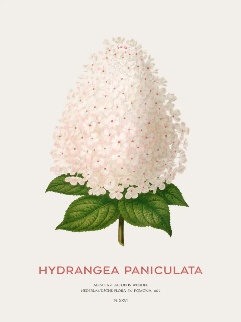 Ortensia paniculata o Hydrangea paniculata pellicola backlit da Vintagrafica