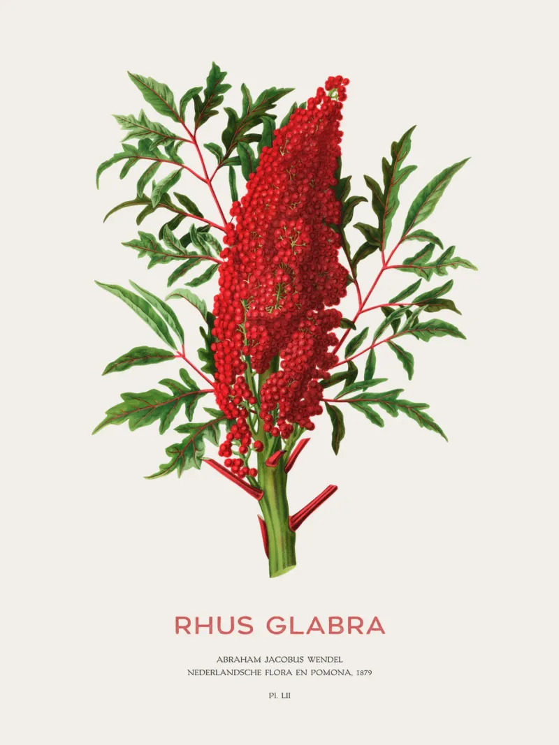 Glatter Sumach oder Rhus glabra Hahnemühle von Vintagrafica