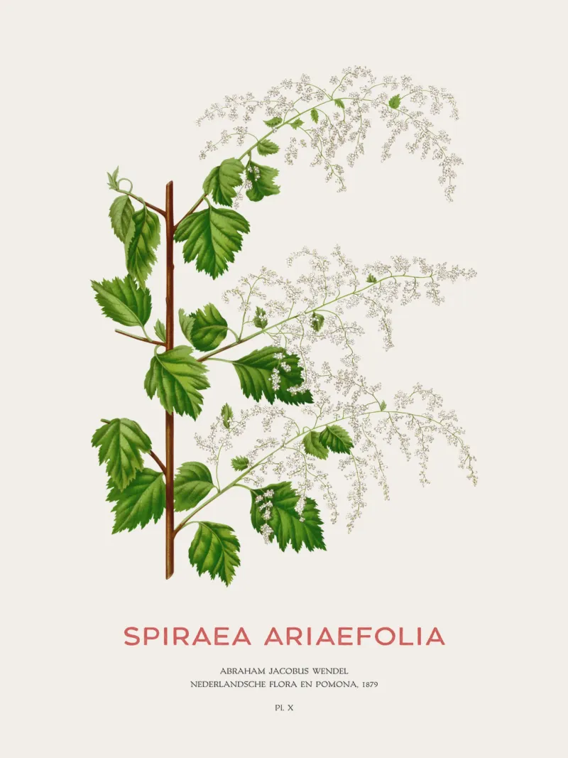 Meeresgischt oder Spiraea ariifolia Hahnemühle von Vintagrafica