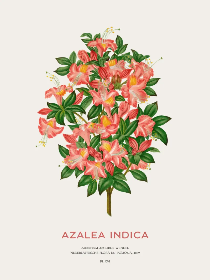 Azalea o Azalea indica pellicola backlit da Vintagrafica