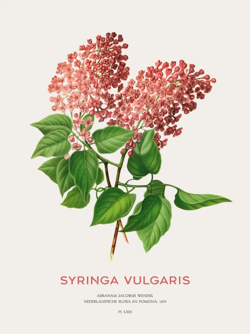 Flieder oder Syringa vulgaris Hahnemühle von Vintagrafica