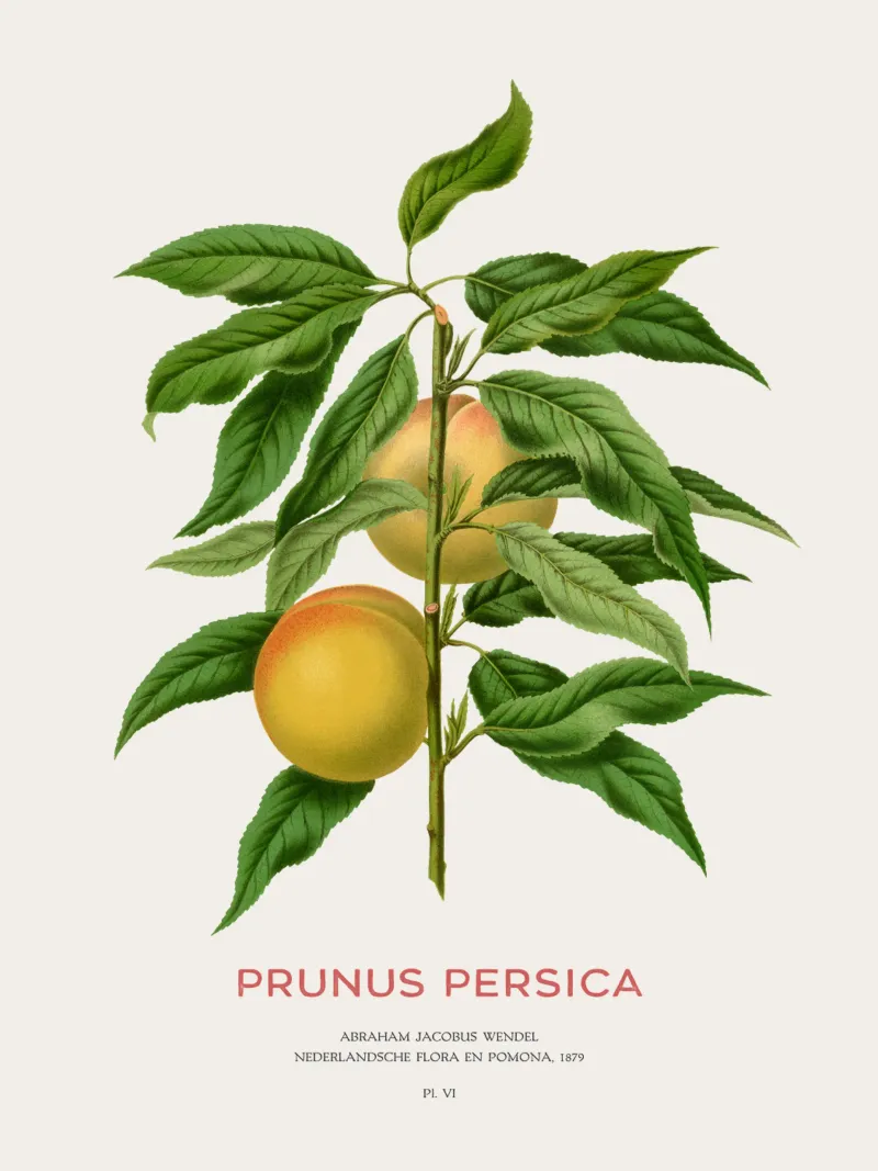 Pfirsich oder Prunus persica Hahnemühle von Vintagrafica