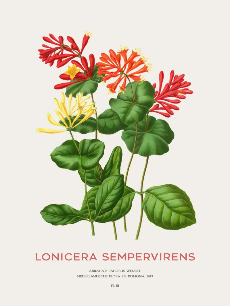 Caprifoglio corallino o Lonicera sempervirens pellicola backlit da Vintagrafica