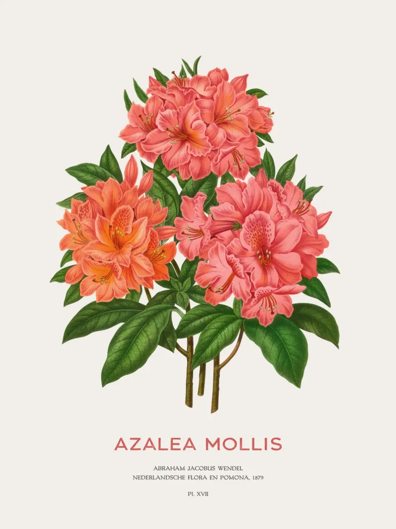 Rhododendron molle oder Azalea Mollis Hahnemühle von Vintagrafica