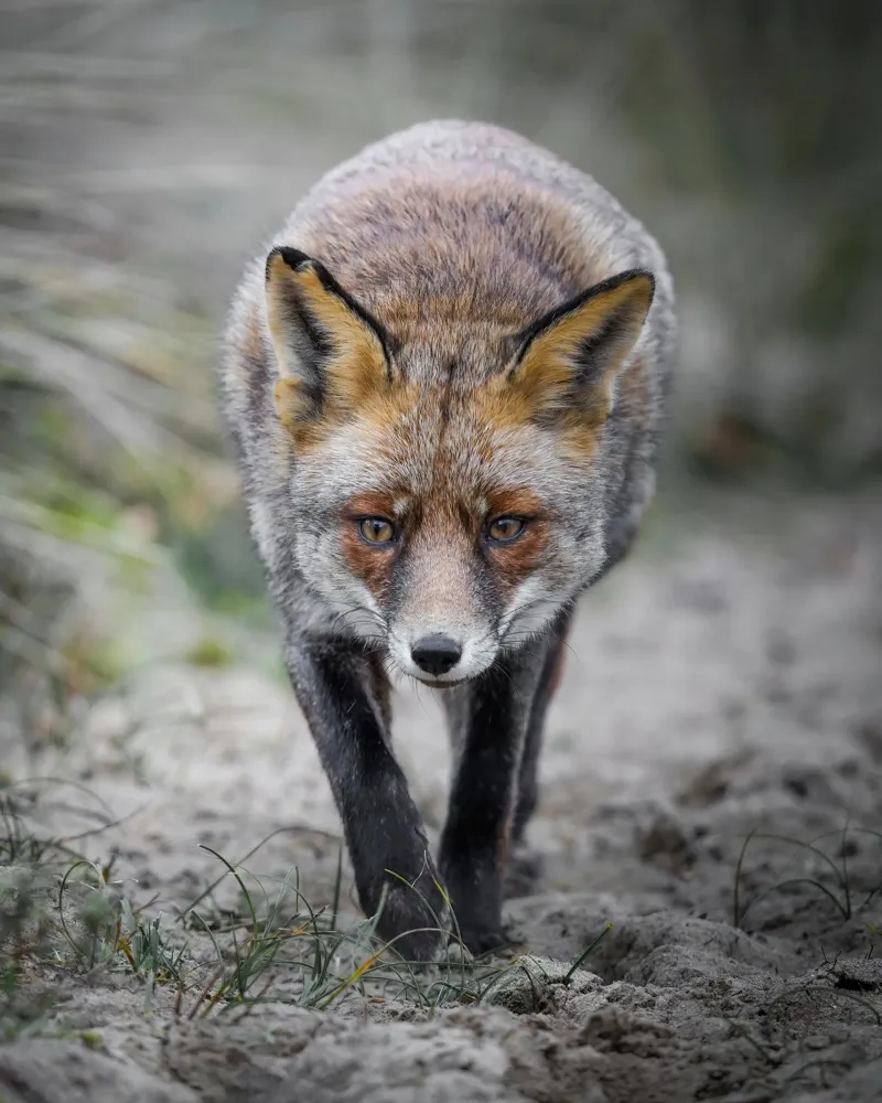 Rotfuchs weiblich Hahnemühle von Tom's Wildlife