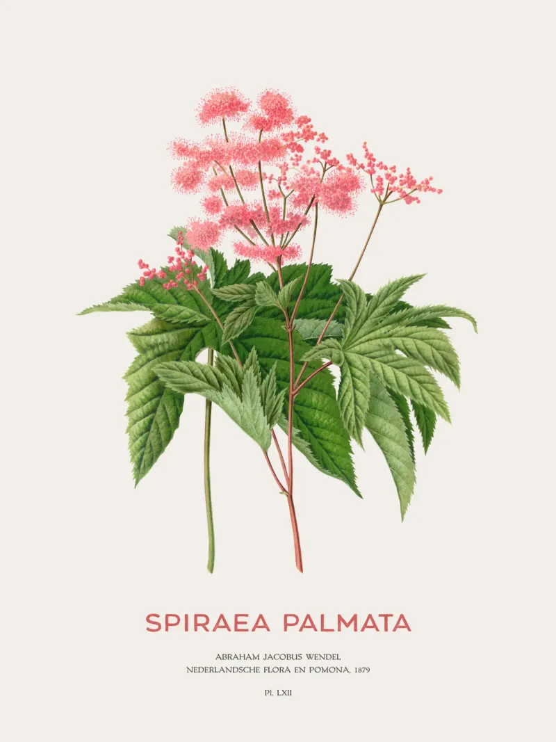 Prati o Spiraea palmata pellicola backlit da Vintagrafica