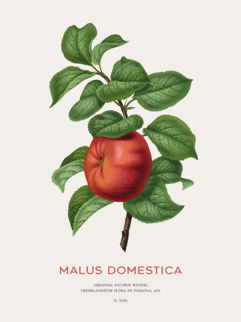 Apfelbaum oder Malus domestica Hahnemühle von Vintagrafica