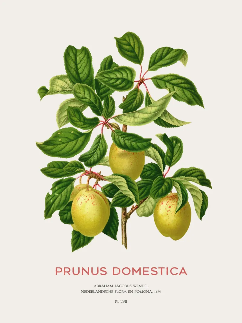 Pflaumen an einem Zweig oder Prunus domestica Hahnemühle von Vintagrafica