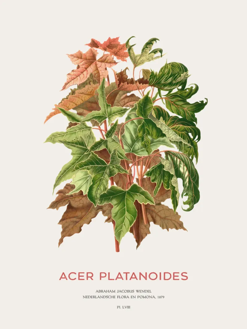 Spitzahorn oder Acer platanoides Leinwand mit Schattenfugenrahmen von Vintagrafica