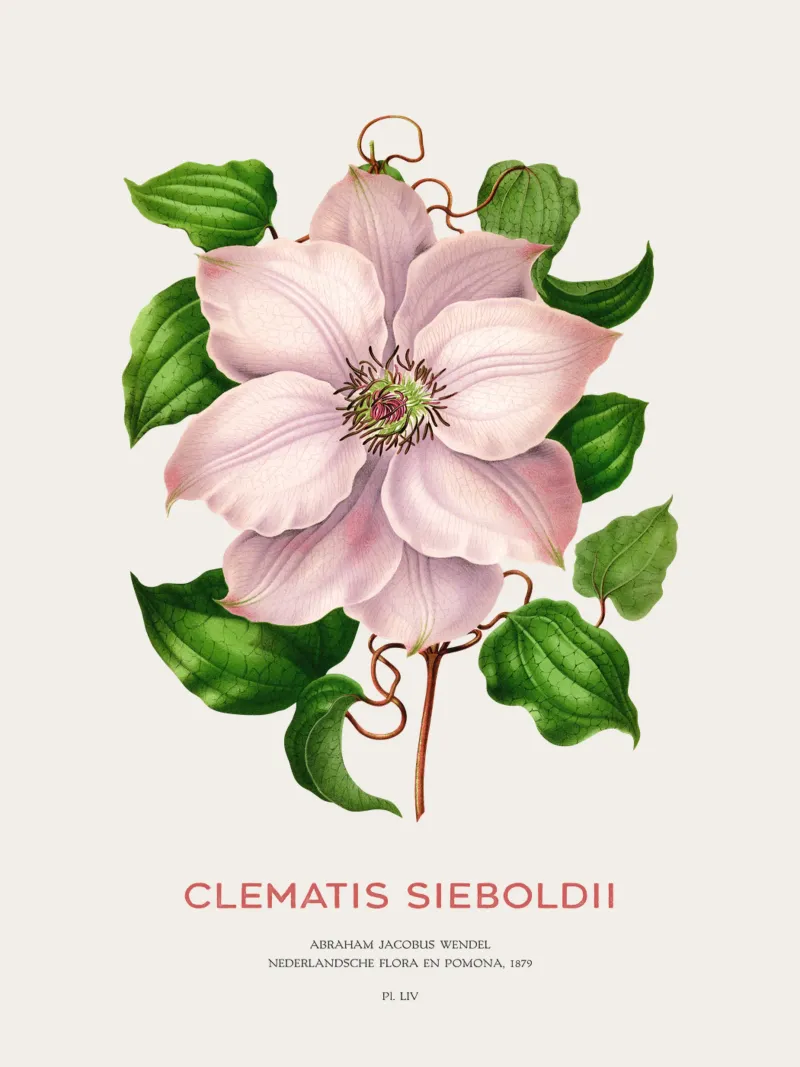 Clematis passiflora o Clematis sieboldii pellicola backlit da Vintagrafica