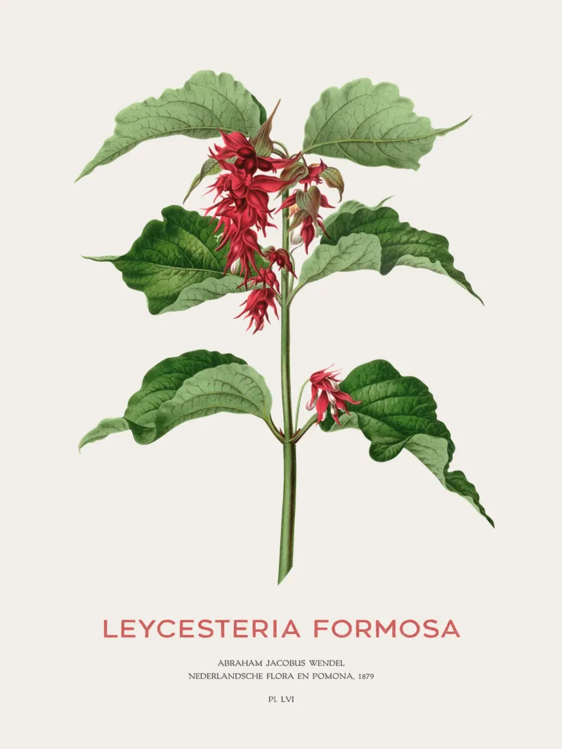 Fasanenbeere oder Leycesteria formosa Hahnemühle von Vintagrafica