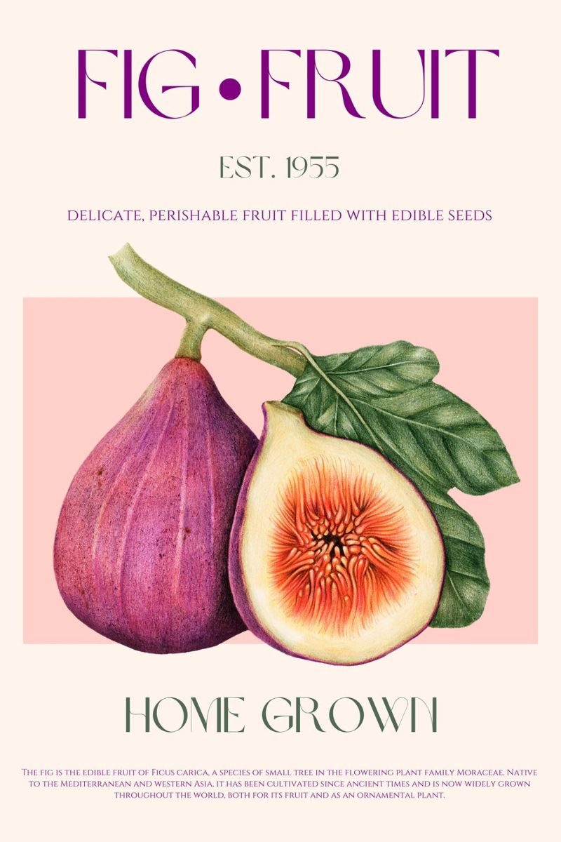 Feige Frucht Druck Leinwand von KOKRPrints