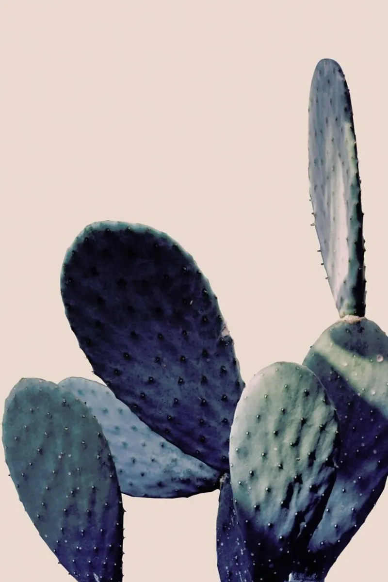 Cactus I plexiglass da Elena Veronese