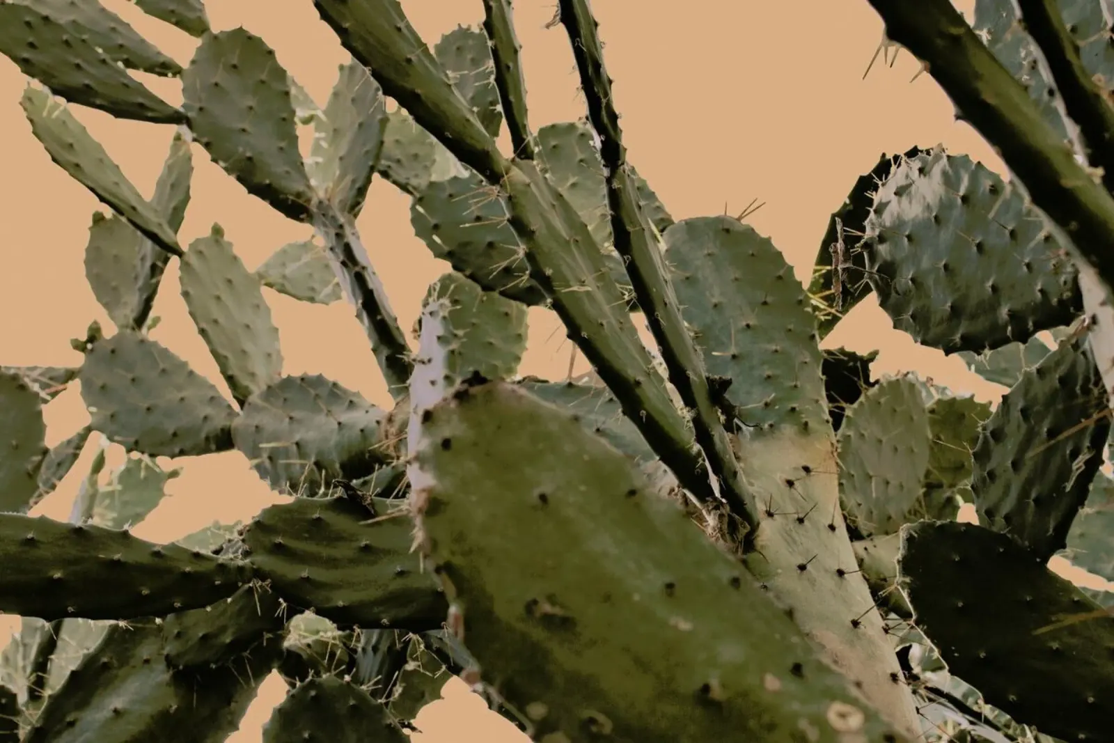 Cactus II pellicola backlit da Elena Veronese