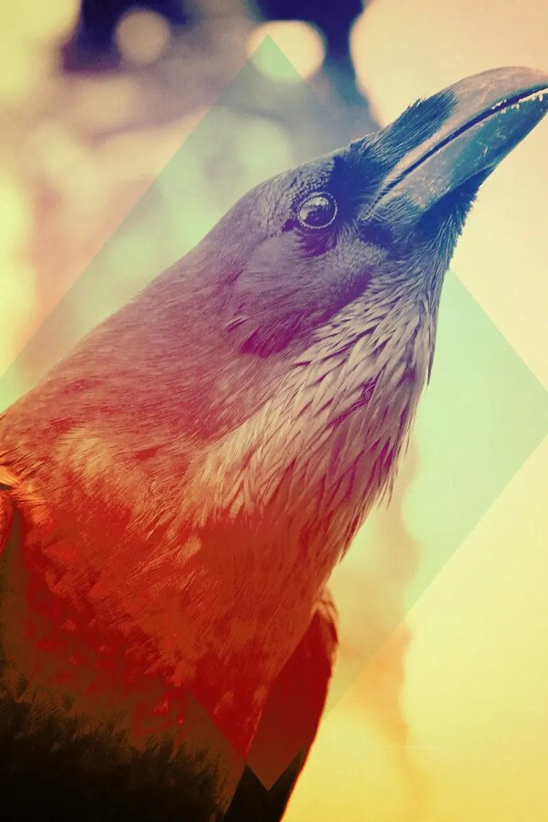 Crow Backlit Folie von Victorsbeard