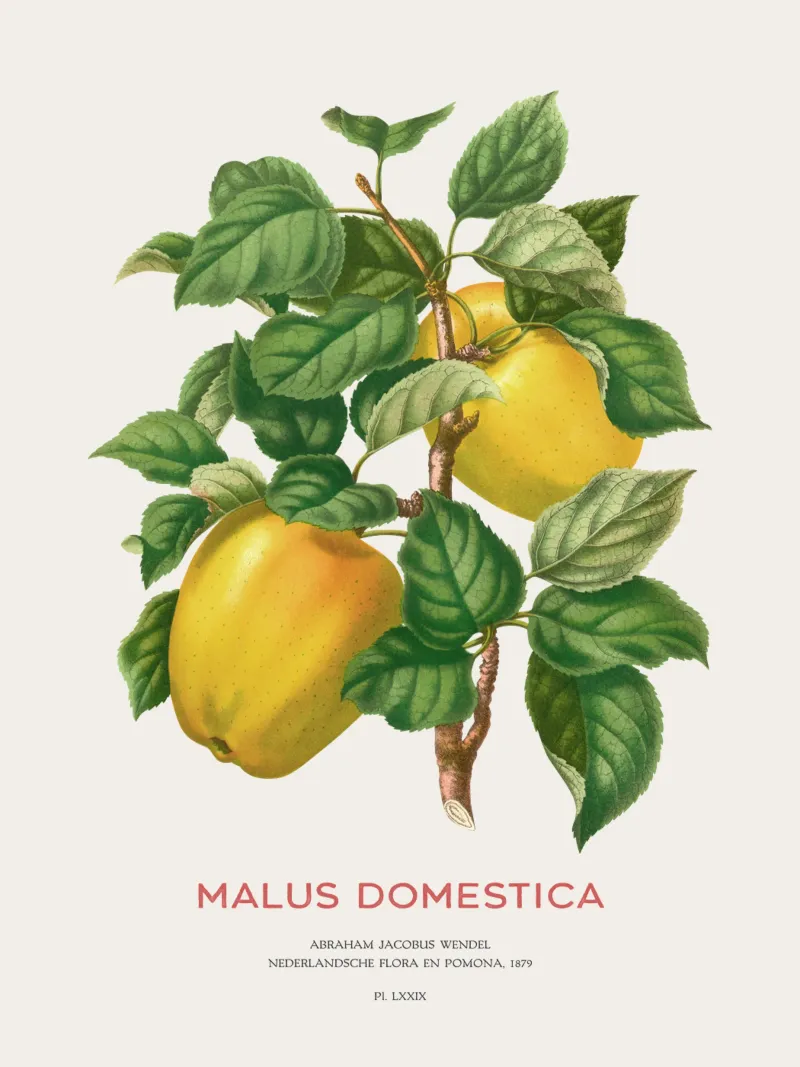 Gelber Apfel oder Malus domestica Hahnemühle von Vintagrafica