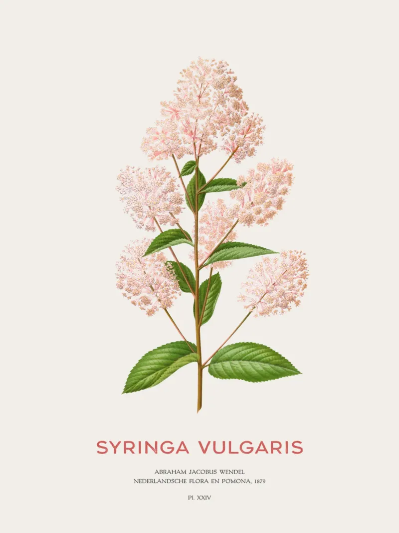 Lillà comune o Syringa vulgaris pellicola backlit da Vintagrafica