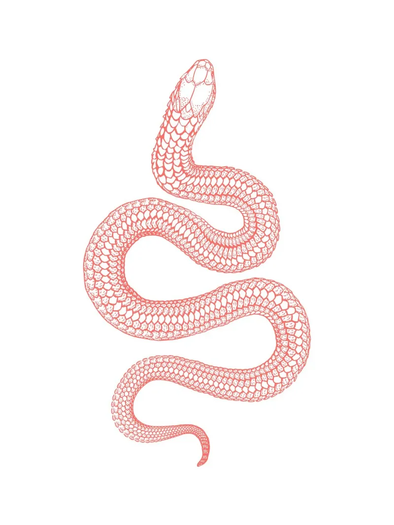 The snake pink pellicola backlit da ramosashop