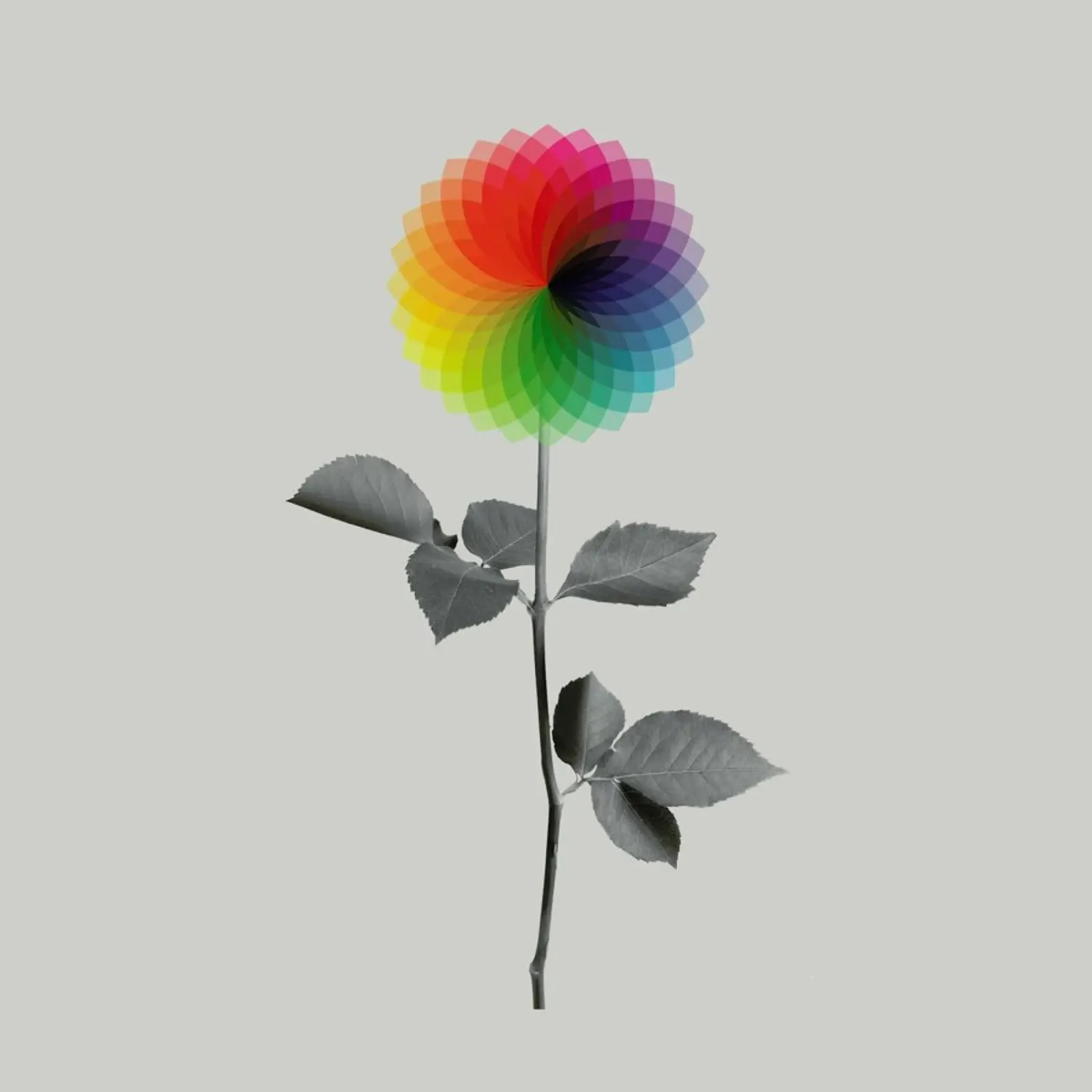 Flower poster da Chris Wharton