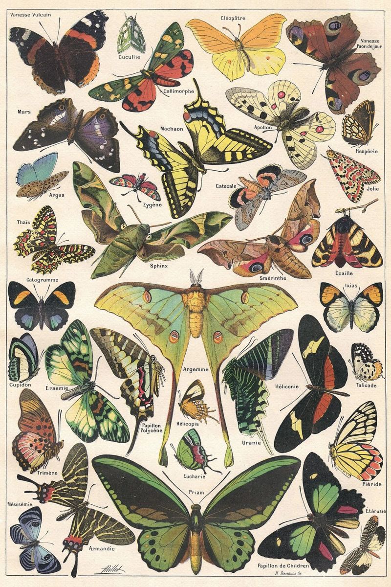 Papillons / Butterflies Poster von apoloprints