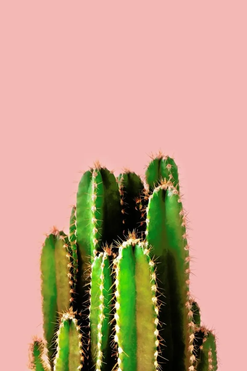 Cactus Time pellicola backlit da cafelab