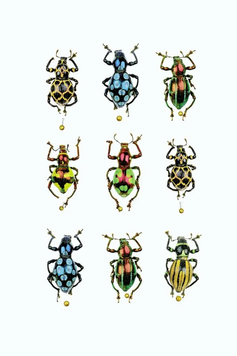 Tiny Treasures: Shiny Colorful Beetles Poster canvas with Floater frame by Curious Collections by Marielle Leenders