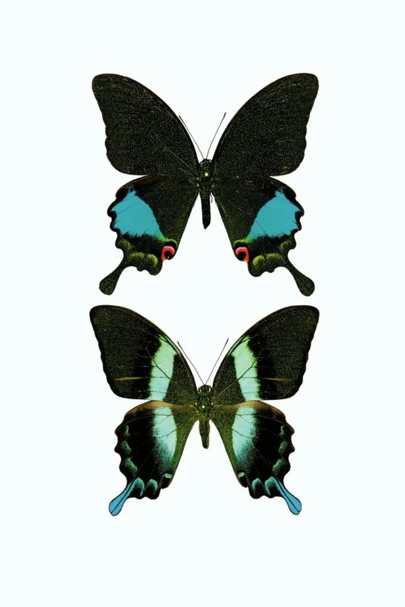 Butterfly 2 pellicola backlit da Curious Collections by Marielle Leenders