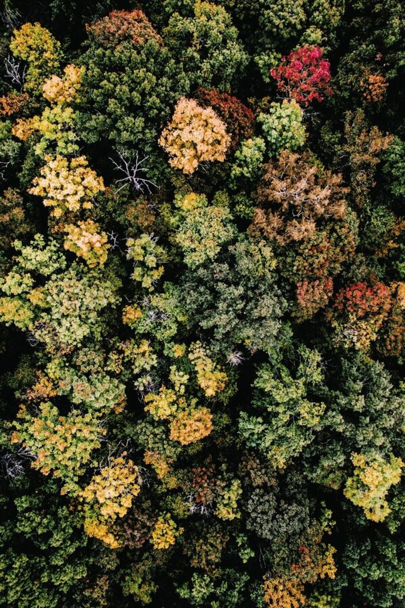 Tones of Autumn Poster von Airpixels