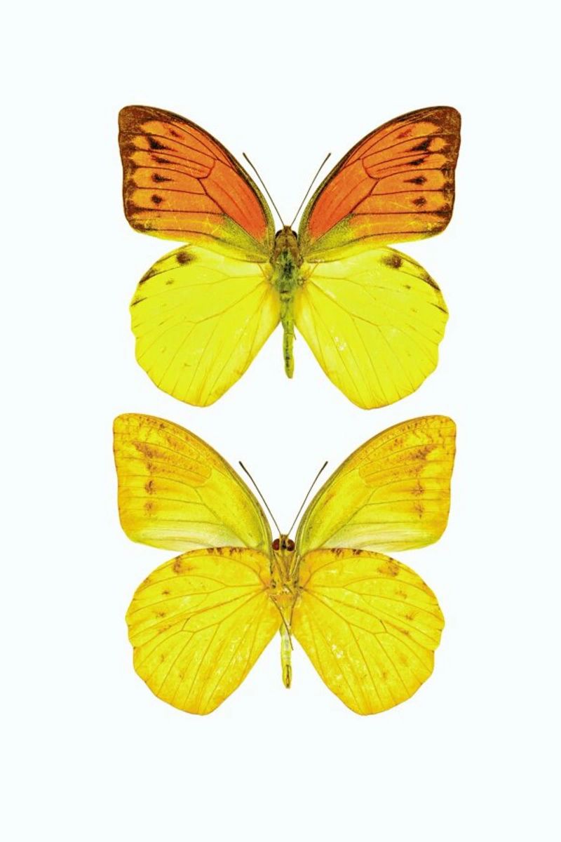 Butterfly 7 Poster von Curious Collections by Marielle Leenders