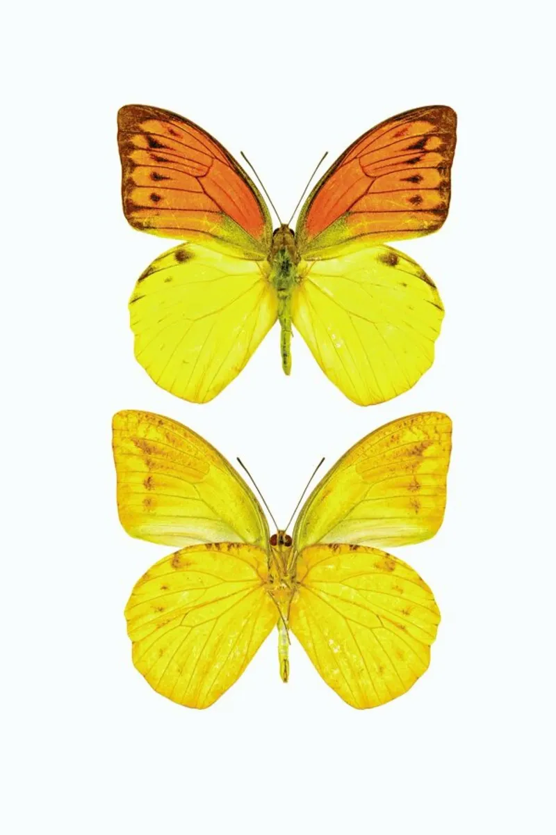 Butterfly 7 poster avec cadre en plastique de Curious Collections by Marielle Leenders