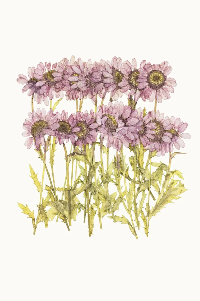 Bellezza conservata: Fiori viola essiccati e pressati poster con telaio in plastica da Curious Collections by Marielle Leenders