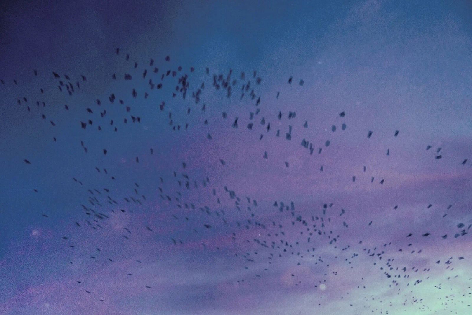 The Crows pellicola backlit da Pale Grain