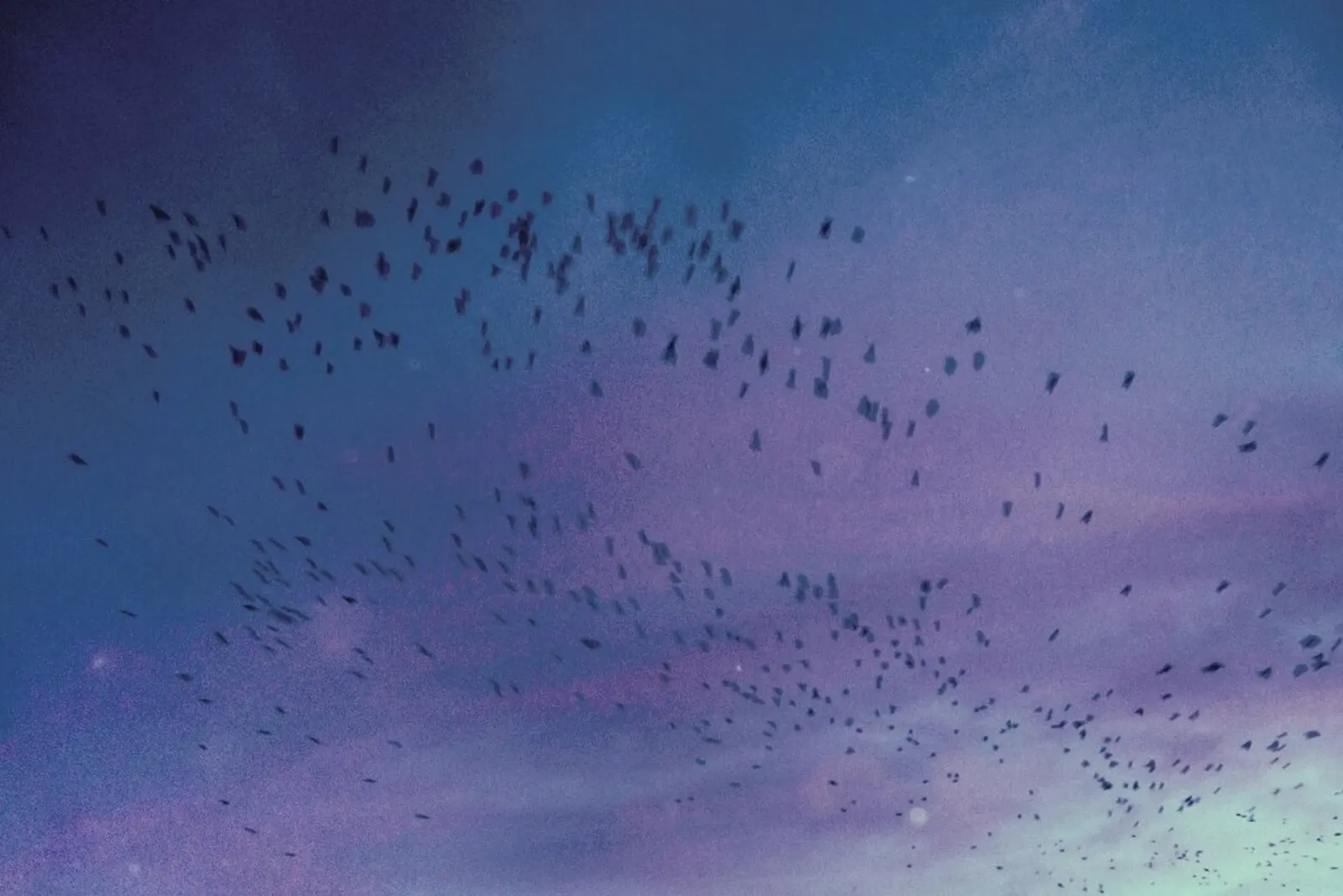 The Crows pellicola backlit da Pale Grain
